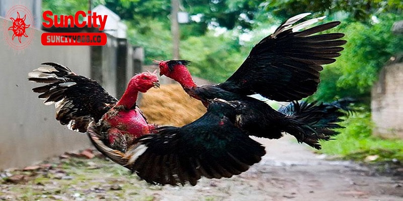 Chế độ dinh dưỡng của gà 