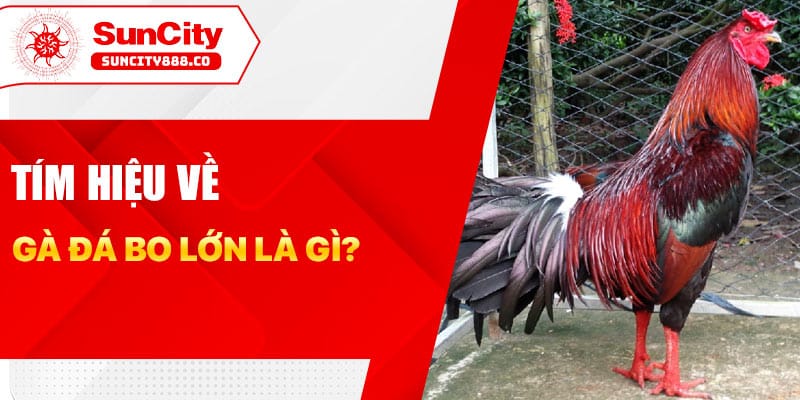 Tìm hiểu về gà đá bo lớn là gì?