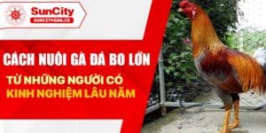 Cách nuôi gà đá bo lớn từ những người có kinh nghiệm lâu năm