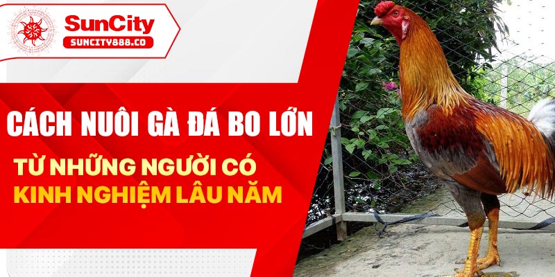 Cách nuôi gà đá bo lớn từ những người có kinh nghiệm lâu năm