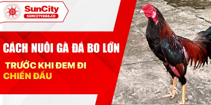 Cách nuôi gà đá bo lớn sau khi đem đi chiến đấu