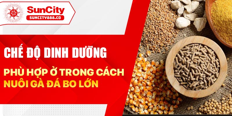 Chế độ dinh dưỡng phù hợp ở trong cách nuôi gà đá bo lớn
