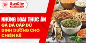 Những loại thức ăn gà đá cấp đủ dinh dưỡng cho chiến kê